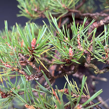Lade das Bild in den Galerie-Viewer, Bonsai Waldkiefer / Pinus sylvestris