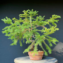 Lade das Bild in den Galerie-Viewer, Fichte / Picea abies