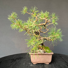 Lade das Bild in den Galerie-Viewer, Bonsai Waldkiefer / Pinus sylvestris