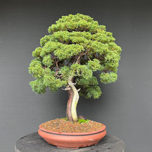 Lade das Bild in den Galerie-Viewer, Chinesischer Wacholder / Juniperus Chinensis Itoigawa