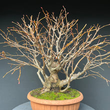 Lade das Bild in den Galerie-Viewer, Bonsai Winterlinde / Tilia cordata
