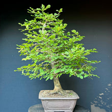 Lade das Bild in den Galerie-Viewer, Gemeine Hainbuche / Carpinus betulus