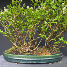 Lade das Bild in den Galerie-Viewer, Bonsai Floßform Gemeiner Liguster / Ligustrum vulgare