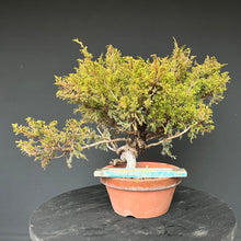 Lade das Bild in den Galerie-Viewer, Bonsai Chinesischer Wacholder / Juniper Chinensis Itoigawa