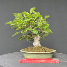 Lade das Bild in den Galerie-Viewer, Bonsai Zierapfel / Malus sieboldii