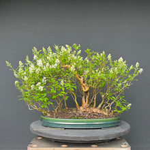 Lade das Bild in den Galerie-Viewer, Bonsai Floßform Gemeiner Liguster / Ligustrum vulgare