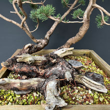 Lade das Bild in den Galerie-Viewer, Bergkiefer / Pinus mugo