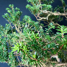 Lade das Bild in den Galerie-Viewer, Japanische Hemlocktanne / Tsuga diversifolia