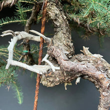 Lade das Bild in den Galerie-Viewer, Europäische Lärche / Larix Decidua