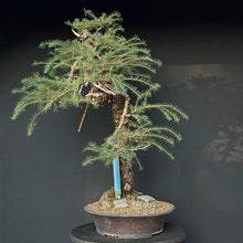 Lade das Bild in den Galerie-Viewer, Europäische Lärche / Larix Decidua