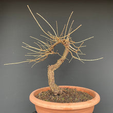 Lade das Bild in den Galerie-Viewer, Europäische Lärche / Larix Decidua-Rohmaterial-Yamadori-Bonsai Gilde