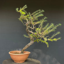 Lade das Bild in den Galerie-Viewer, Europäische Lärche / Larix Decidua