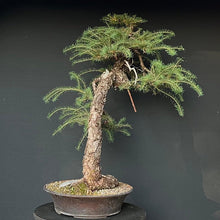 Lade das Bild in den Galerie-Viewer, Europäische Lärche / Larix Decidua