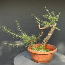 Lade das Bild in den Galerie-Viewer, Europäische Lärche / Larix Decidua