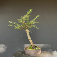 Lade das Bild in den Galerie-Viewer, Europäische Lärche / Larix Decidua