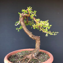 Lade das Bild in den Galerie-Viewer, Europäische Lärche / Larix Decidua-Rohmaterial-Yamadori-Bonsai Gilde
