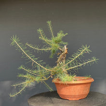 Lade das Bild in den Galerie-Viewer, Europäische Lärche / Larix Decidua