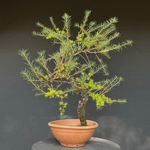 Lade das Bild in den Galerie-Viewer, Europäische Lärche / Larix Decidua