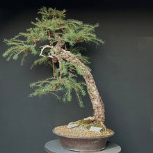 Lade das Bild in den Galerie-Viewer, Europäische Lärche / Larix Decidua