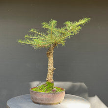 Lade das Bild in den Galerie-Viewer, Europäische Lärche / Larix Decidua