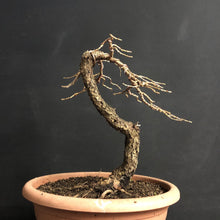 Lade das Bild in den Galerie-Viewer, Europäische Lärche / Larix Decidua-Rohmaterial-Yamadori-Bonsai Gilde