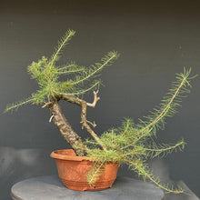 Lade das Bild in den Galerie-Viewer, Europäische Lärche / Larix Decidua