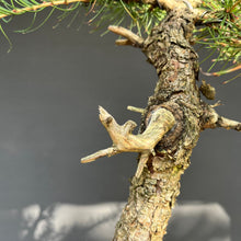 Lade das Bild in den Galerie-Viewer, Europäische Lärche / Larix Decidua