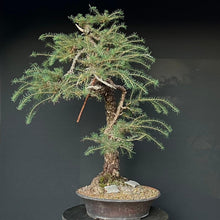 Lade das Bild in den Galerie-Viewer, Europäische Lärche / Larix Decidua