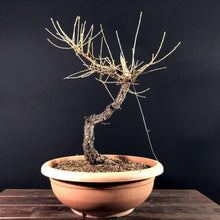 Lade das Bild in den Galerie-Viewer, Europäische Lärche / Larix Decidua-Rohmaterial-Yamadori-Bonsai Gilde