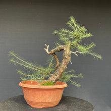 Lade das Bild in den Galerie-Viewer, Europäische Lärche / Larix Decidua
