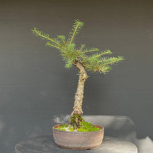 Lade das Bild in den Galerie-Viewer, Europäische Lärche / Larix Decidua