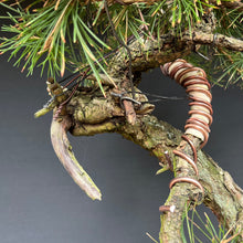 Lade das Bild in den Galerie-Viewer, Europäische Lärche / Larix Decidua