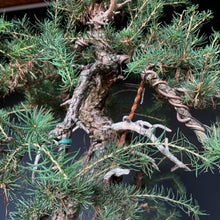 Lade das Bild in den Galerie-Viewer, Europäische Lärche / Larix Decidua