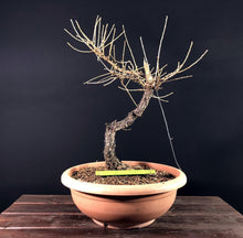 Lade das Bild in den Galerie-Viewer, Europäische Lärche / Larix Decidua-Rohmaterial-Yamadori-Bonsai Gilde