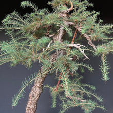 Lade das Bild in den Galerie-Viewer, Europäische Lärche / Larix Decidua