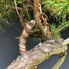 Lade das Bild in den Galerie-Viewer, Europäische Lärche / Larix Decidua