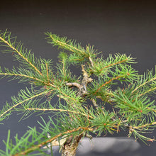 Lade das Bild in den Galerie-Viewer, Europäische Lärche / Larix Decidua