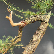 Lade das Bild in den Galerie-Viewer, Europäische Lärche / Larix Decidua