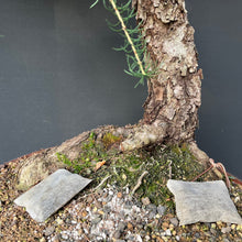 Lade das Bild in den Galerie-Viewer, Europäische Lärche / Larix Decidua