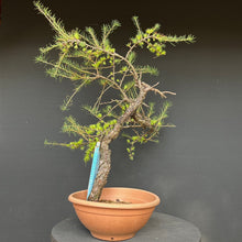 Lade das Bild in den Galerie-Viewer, Europäische Lärche / Larix Decidua