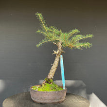 Lade das Bild in den Galerie-Viewer, Europäische Lärche / Larix Decidua