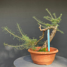 Lade das Bild in den Galerie-Viewer, Europäische Lärche / Larix Decidua