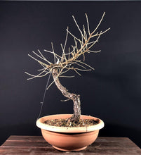 Lade das Bild in den Galerie-Viewer, Europäische Lärche / Larix Decidua-Rohmaterial-Yamadori-Bonsai Gilde