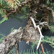 Lade das Bild in den Galerie-Viewer, Europäische Lärche / Larix Decidua