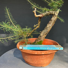 Lade das Bild in den Galerie-Viewer, Europäische Lärche / Larix Decidua