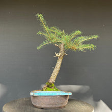 Lade das Bild in den Galerie-Viewer, Europäische Lärche / Larix Decidua