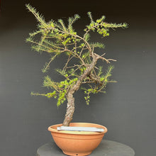 Lade das Bild in den Galerie-Viewer, Europäische Lärche / Larix Decidua