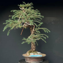 Lade das Bild in den Galerie-Viewer, Europäische Lärche / Larix Decidua