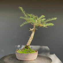 Lade das Bild in den Galerie-Viewer, Europäische Lärche / Larix Decidua