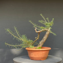 Lade das Bild in den Galerie-Viewer, Europäische Lärche / Larix Decidua